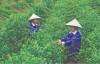 Nông sản Quảng Trị vươn ra thế giới