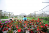 AN LẠC FLOWER VILLAGE – PRESERVING THE BEAUTY  OF QUẢNG TRỊ’S LAND