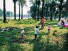 Cọ dầu là điểm picnic vô cùng thú vị (Ảnh: Hải Vân)