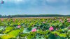 Đầm sen Trường Phước – Điểm đến mùa hè