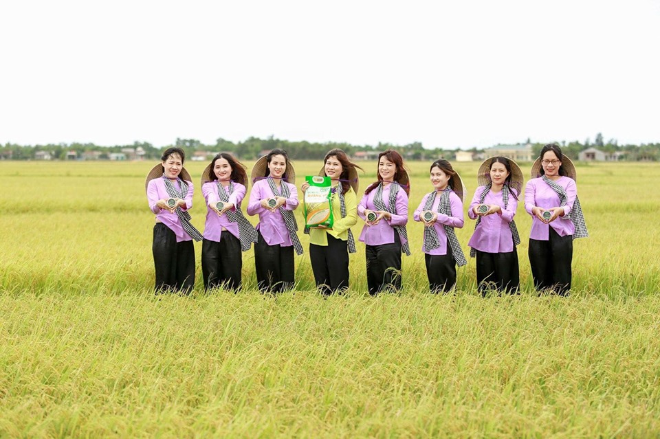 Gạo hữu cơ Quảng Trị - Có chất quý và đắt hơn vàng 30.000 lần
